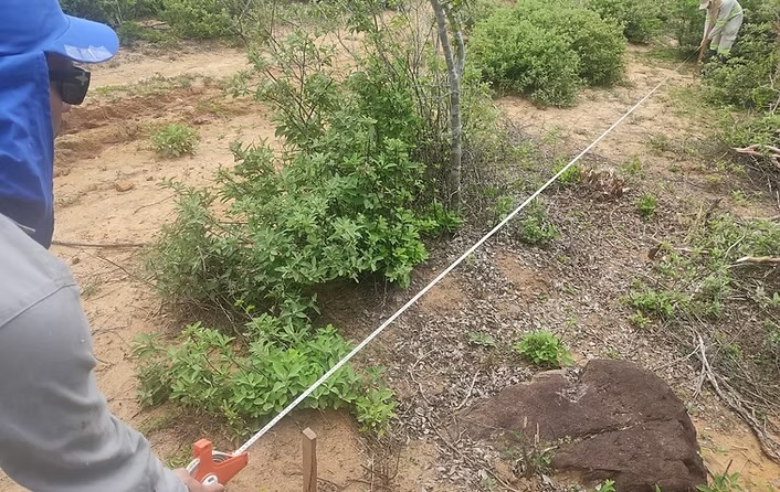 Levantamento de vegetação com trena em área de caatinga